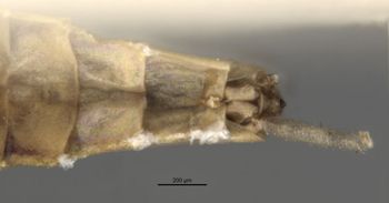 Media type: image;   Entomology 11235 Aspect: genitalia